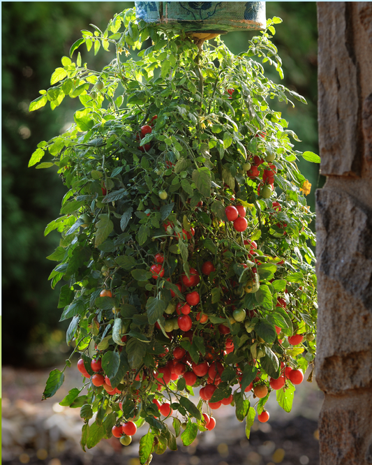Packet of Topsy Tom Hybrid Tomato Seeds from Seeds 'n Such, showing seed packet with 10 to 12 tomato seeds.