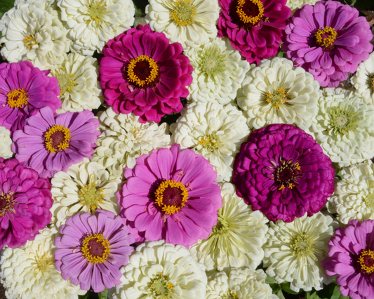 Packet of Seeds 'n Such Blueberry Cheesecake Mix Zinnia Seeds showing vibrant flower seed packet for planting.