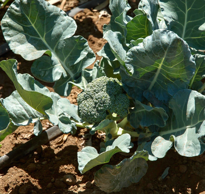 Packet of Seeds 'n Such Castle Dome Hybrid Broccoli Seeds with 100 seeds for planting in vegetable gardens.