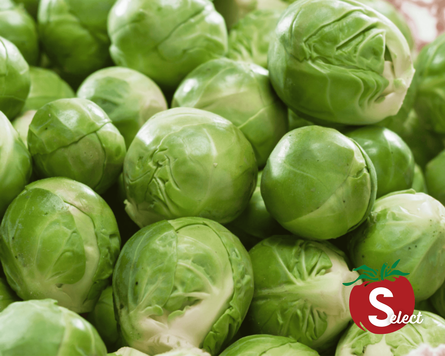 Catskill Brussels Sprouts Seeds - Blessings Grow Meadows