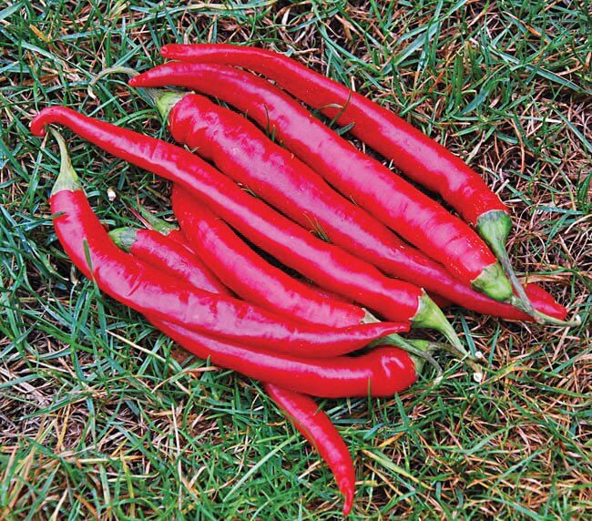 Cayenne Large Red Thick Hot Pepper Seeds - Blessings Grow Meadows
