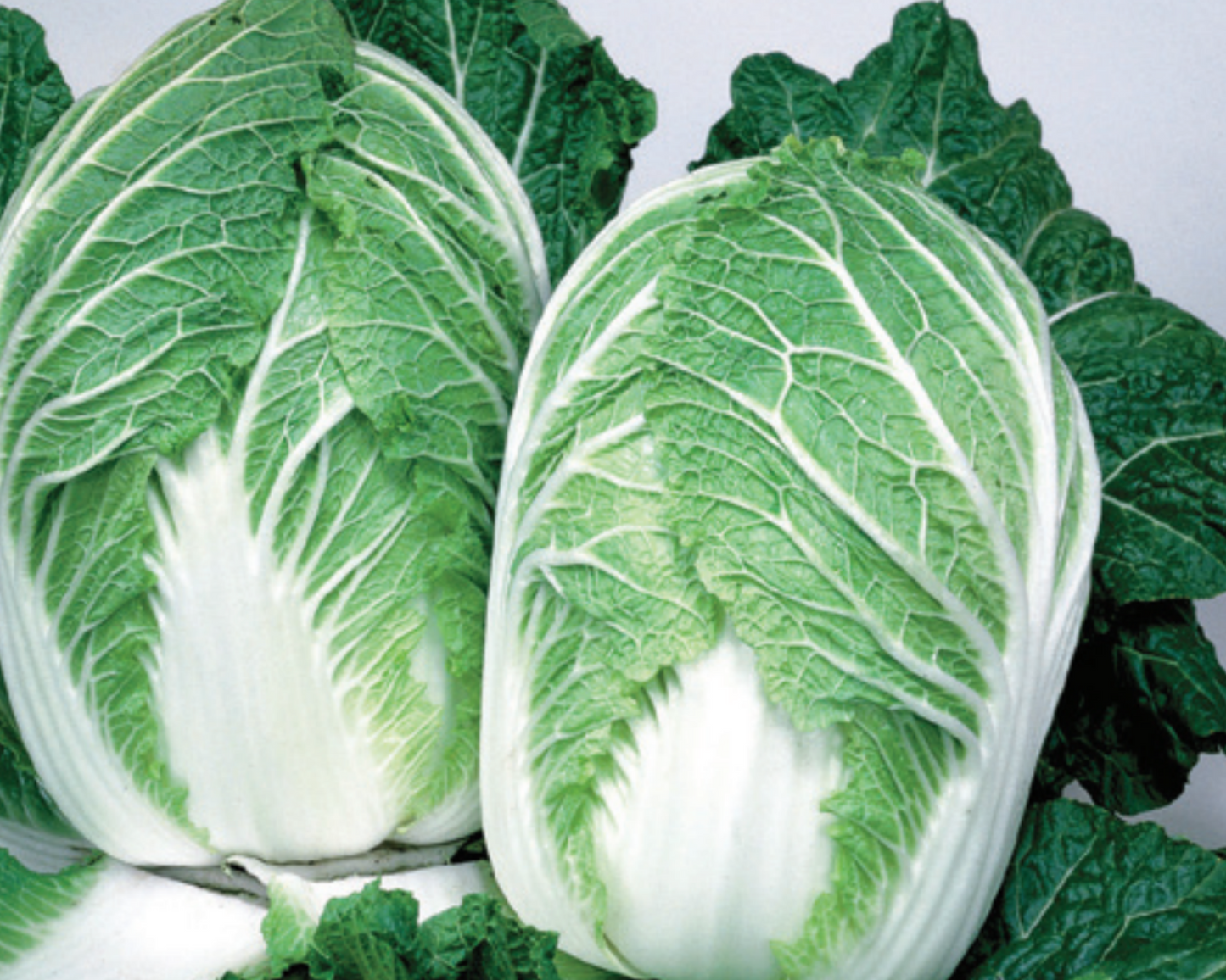 Packet of Seeds 'n Such China Express Hybrid Chinese Cabbage Seeds showing vibrant seed packet design with 100 seeds.
