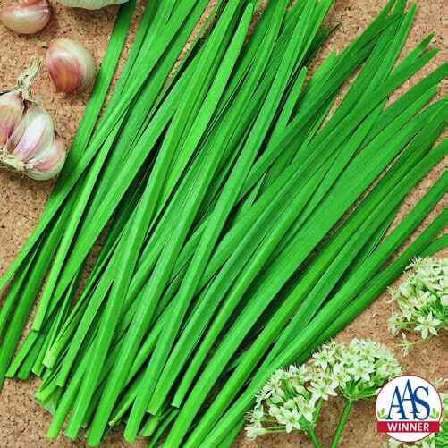 Packet of Seeds 'n Such Garlic Chive Seeds (Geisha) containing 100 seeds, shown in a clear packet for gardening.
