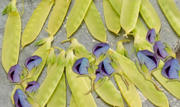 Golden Sweet Snow Pea Seeds - Blessings Grow Meadows
