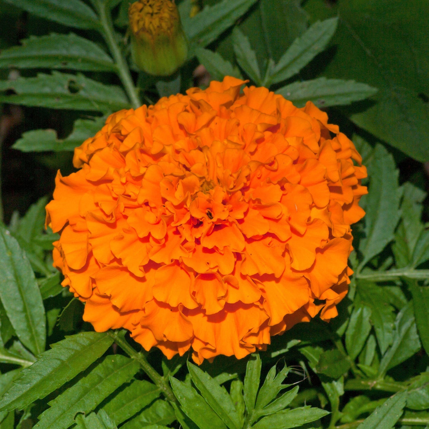 Hawaii Marigold Seeds packet from Seeds 'n Such showing 100 seeds for planting colorful marigolds in your garden.