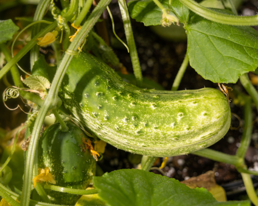 Packet of Seeds 'n Such homemade pickles cucumber seeds showing 100 seeds for growing pickling cucumbers.