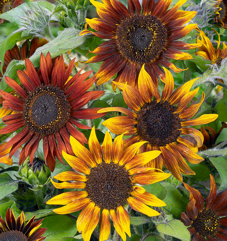 Packet of Seeds 'n Such Mardi Gras Blend Sunflower Seeds showing colorful sunflower seed packet with vibrant design and seeds illustration.