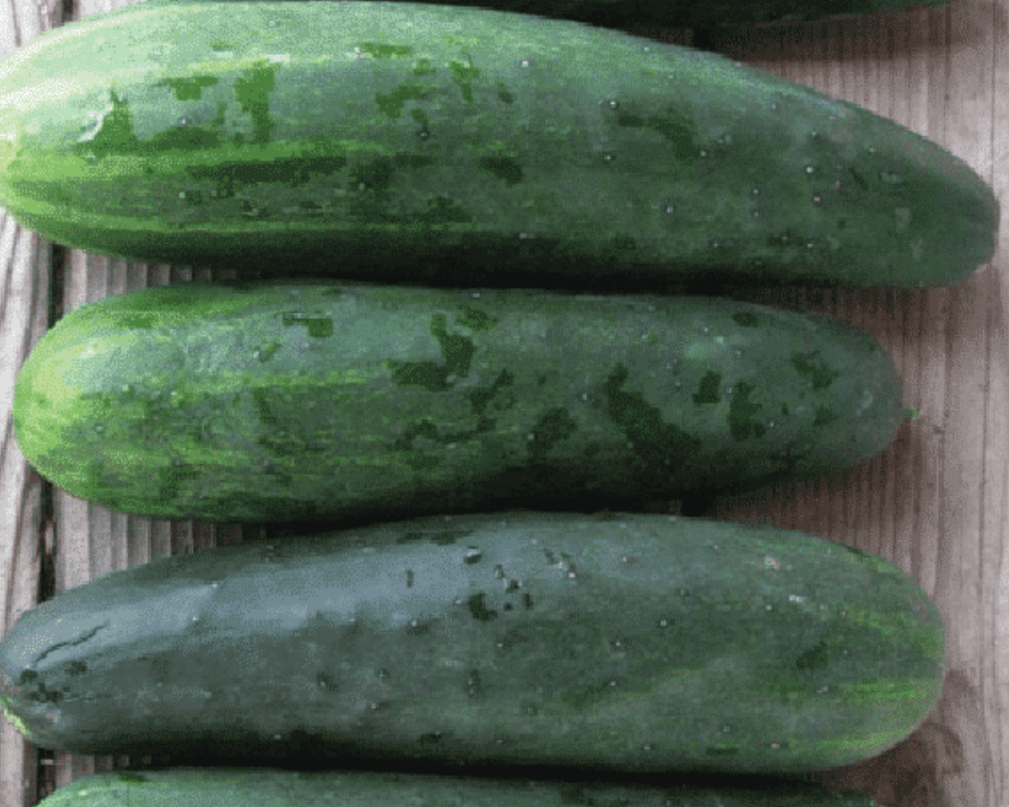 Marketmore 76 Cucumber Seeds - Blessings Grow Meadows