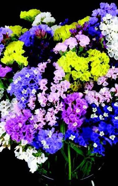 Packet of Seeds 'n Such mixed colors statice seeds showing 100 small seed grains for flower planting.