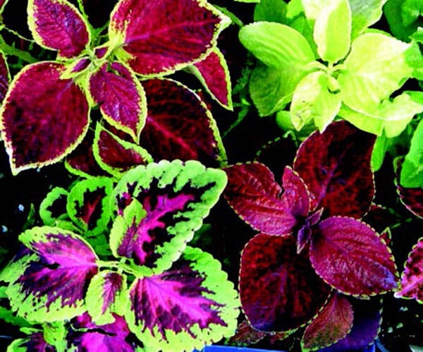 Multicolor Rainbow Mix Coleus Seeds by Seeds 'n Such in a packet, showing vibrant seed variety for colorful garden foliage.