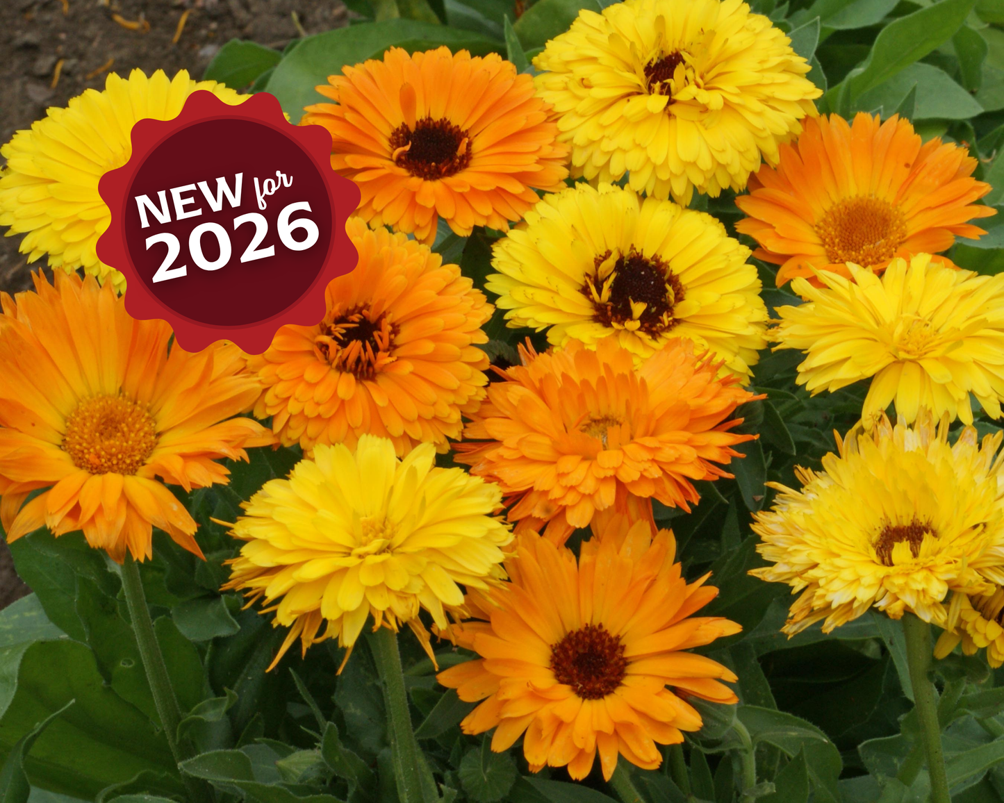 Packet of Seeds 'n Such Pacific Beauty Mix Calendula Seeds with 100 seeds for vibrant garden blooms.