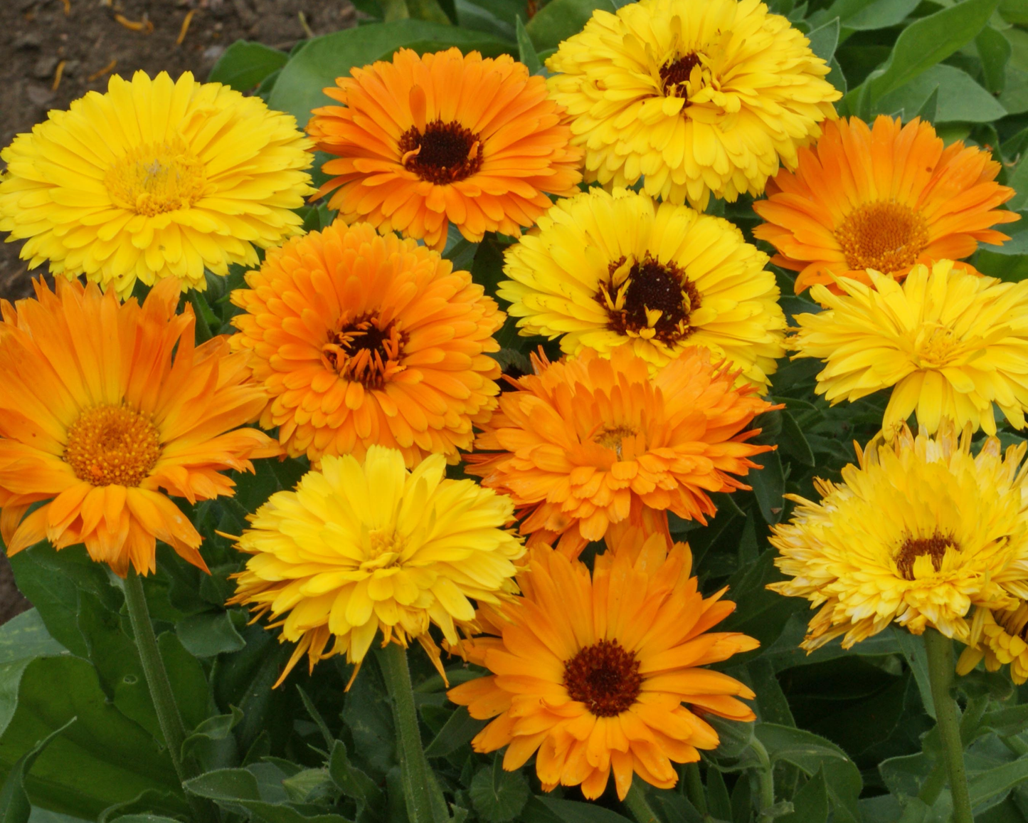 Packet of Seeds 'n Such Pacific Beauty Mix Calendula seeds showing colorful flower seeds for planting.