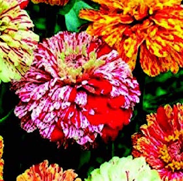 Packet of Seeds 'n Such Peppermint Stick Zinnia flower seeds showing vibrant seed packet with colorful flower illustration