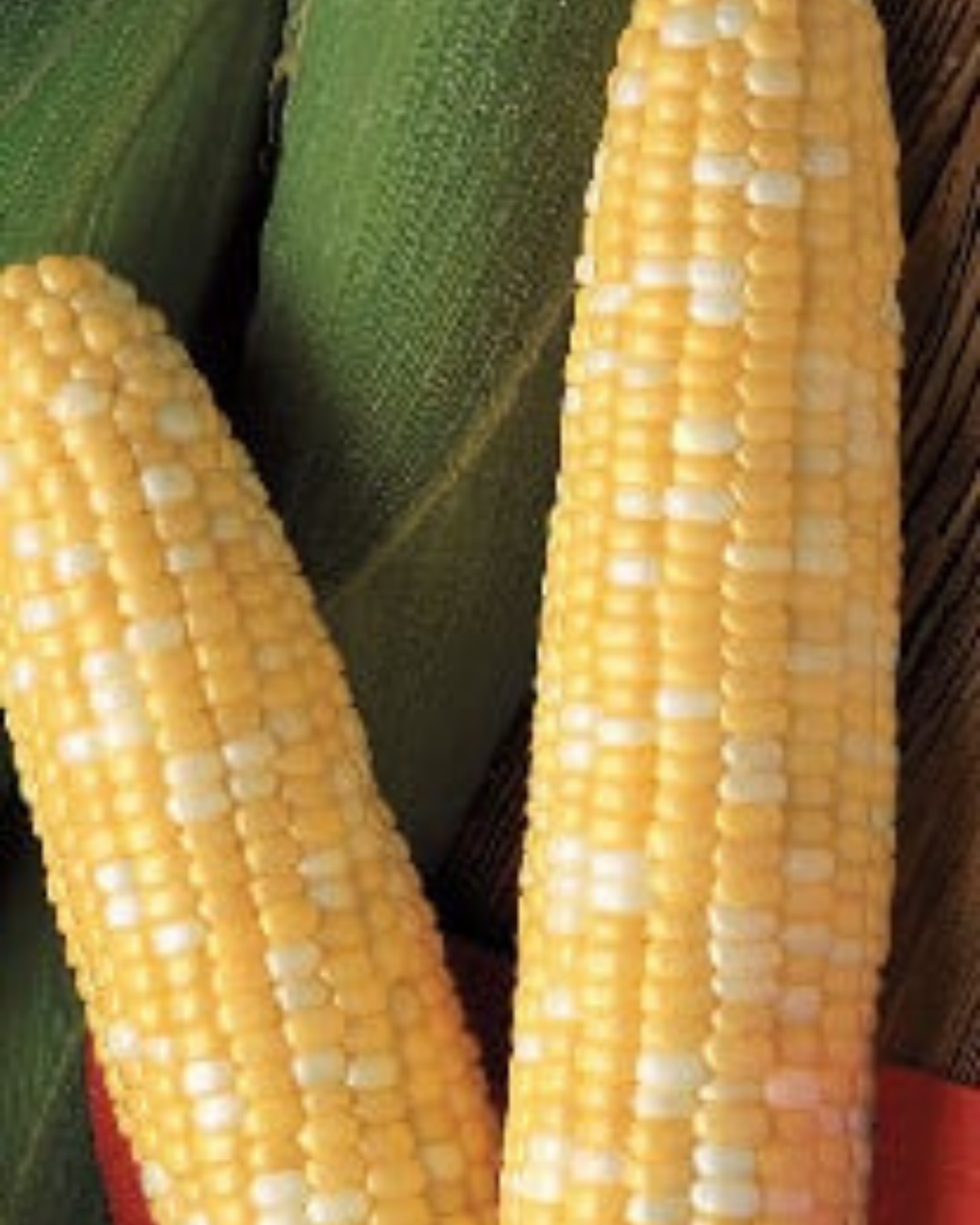 Primus bicolor synthetic corn seeds in seed packet from Seeds 'n Such, showing vibrant seed details and packaging.