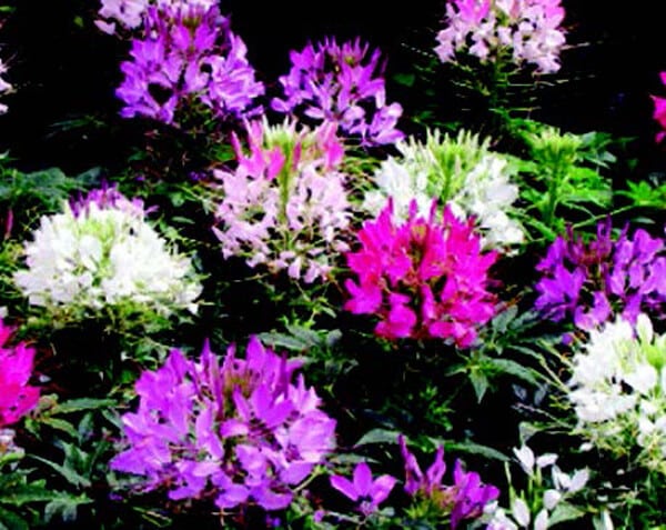 Packet of Seeds 'n Such Queen Mix Cleome seeds with 100 seeds, showcasing colorful flower seed packet for garden planting.