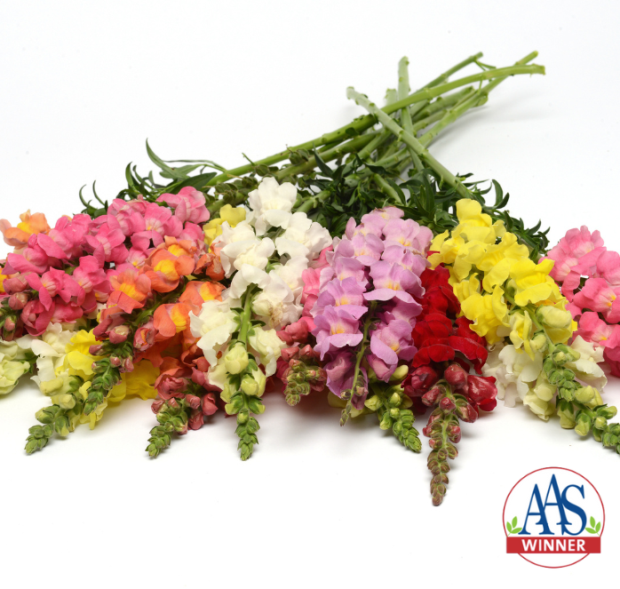 Packet of Seeds 'n Such Rocket Tall Hybrid Mix Snapdragon flower seeds with 100 seeds in a colorful packet.