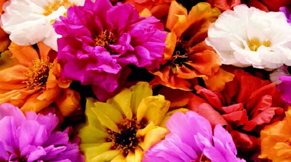 Sundial Hybrid Mix Portulaca Seeds - Blessings Grow Meadows