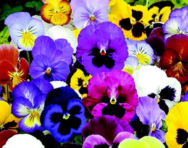 Packet of Seeds 'n Such Super Swiss Giants Florist Mix Pansy Seeds with vibrant flower images on the label