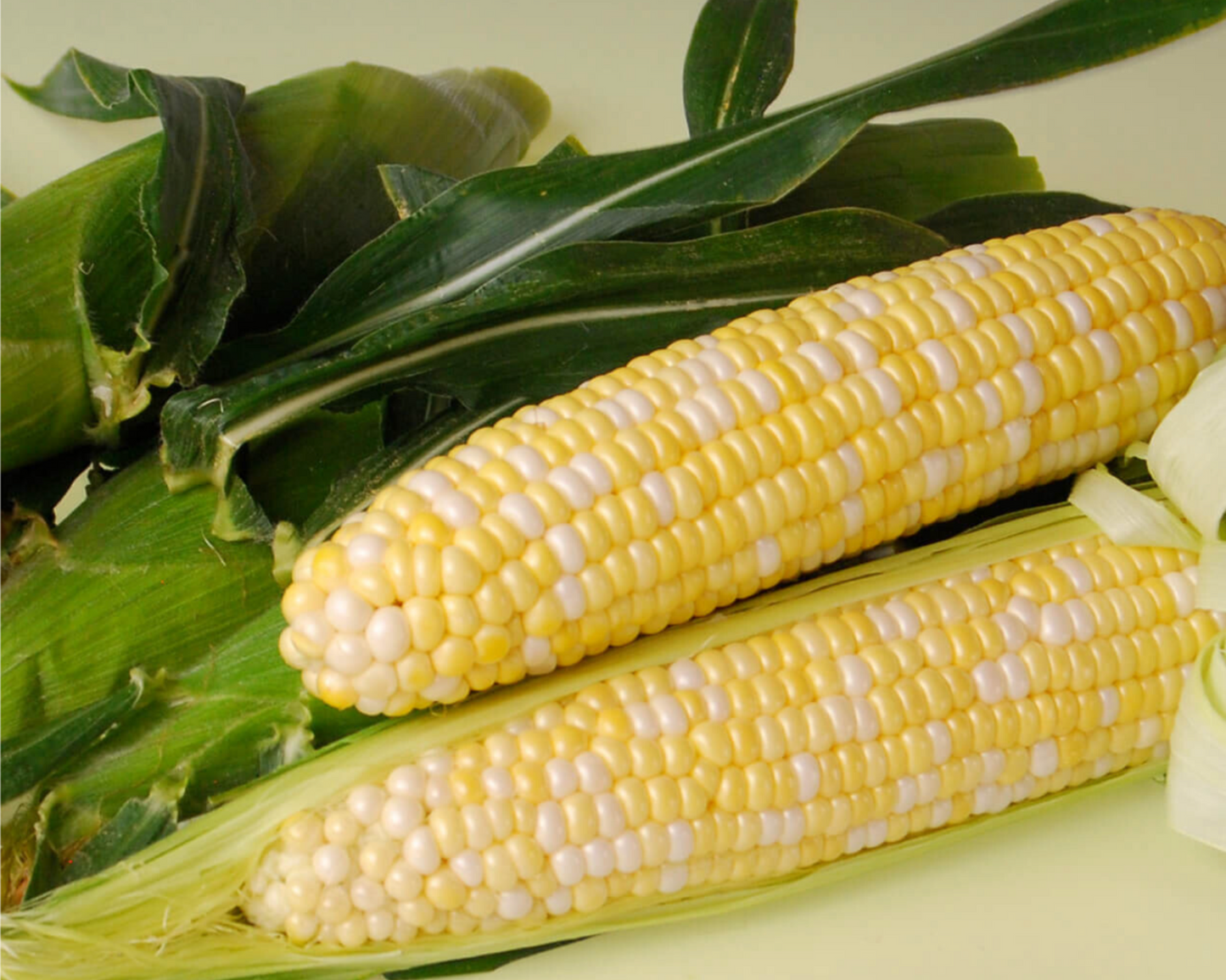 Sweetness (bicolor) Corn Seeds - Blessings Grow Meadows