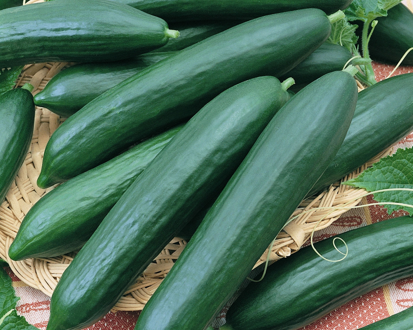 Packet of Seeds 'n Such Tendergreen Burpless Cucumber Seeds showing a colorful seed packet with 100 seeds.