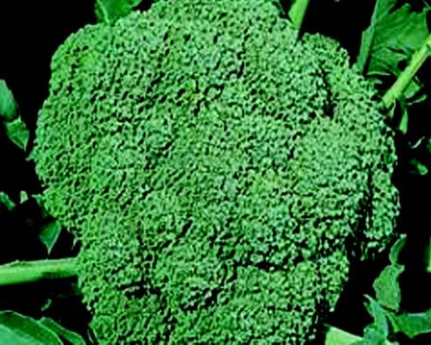Waltham 29 broccoli seeds packet from Seeds 'n Such showing 100 broccoli seed grains for planting.