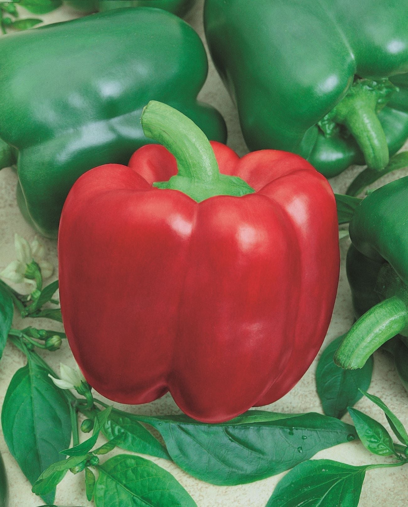 Packet of Yolo Wonder Pepper Seeds by Seeds 'n Such showing 100 seed grains for planting bright, flavorful pepper plants.
