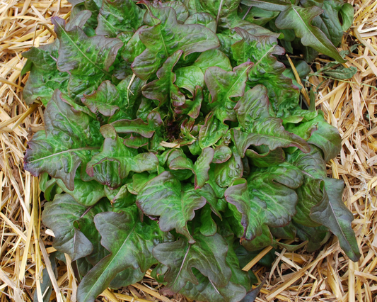 Bronze Beauty Heirloom Leaf Lettuce Seeds by Seeds 'n Such in a packet featuring 1,000 seeds for gardening.