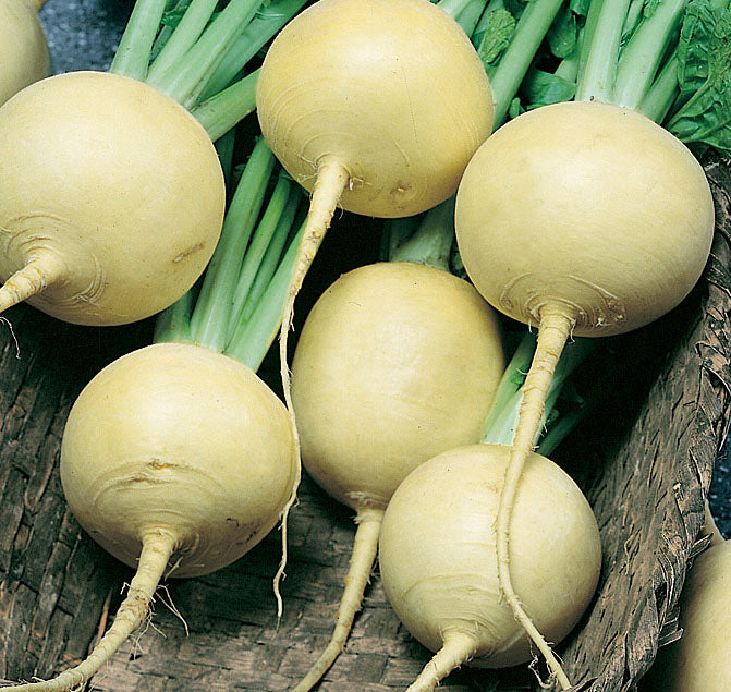 Golden Globe Turnip Seeds - Blessings Grow Meadows