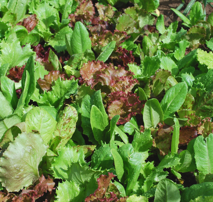 Heirloom Cutting Mixture Lettuce Seeds - Blessings Grow Meadows