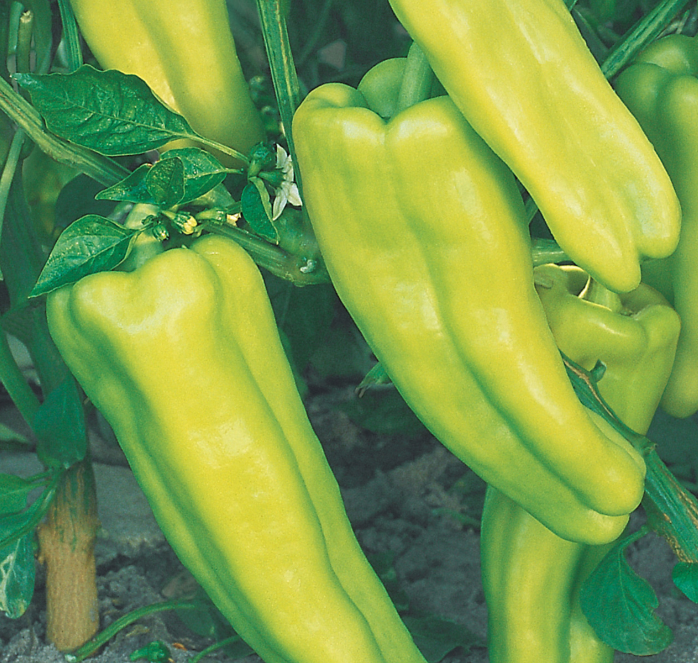 Aruba Hybrid Pepper Seeds - Blessings Grow Meadows