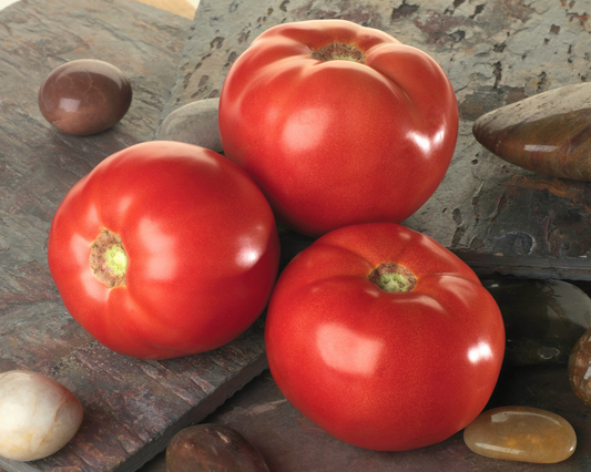 Packet of Bella Rosa Hybrid Tomato Seeds from Seeds 'n Such, showing 12-15 seeds inside the packet.