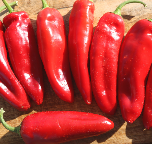Packet of Seeds 'n Such Biggie Chile Hybrid Hot Pepper Seeds showing 12-15 seeds in a colorful packet.