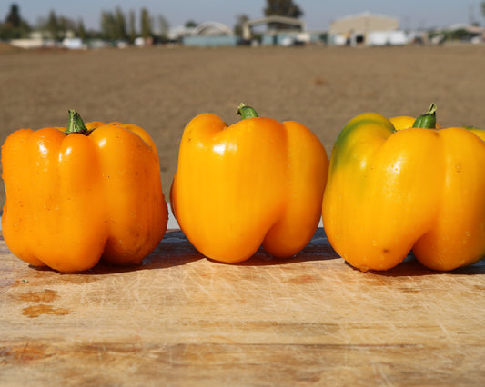 Packet of Seeds 'n Such Early Sunsation Hybrid Bell Pepper Seeds showing 12 to 15 seeds in the package.