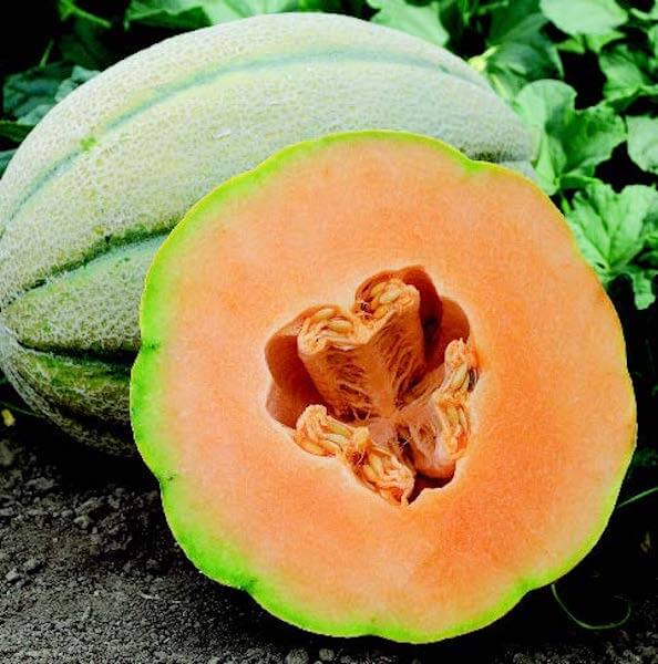 Packet of El Gordo Hybrid Cantaloupe Seeds from Seeds 'n Such, showcasing 12 to 15 seeds in the packet.