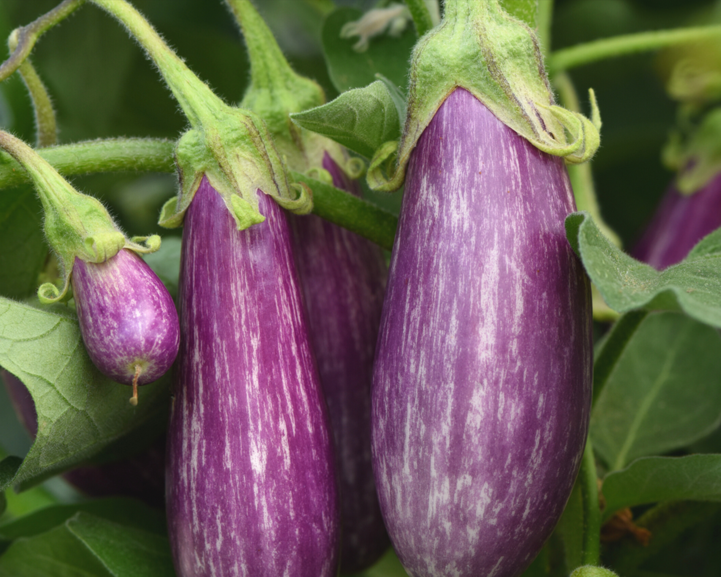 Packet of Fairy Tale Hybrid Eggplant Seeds by Seeds 'n Such, showing colorful seed packet with images of mature eggplants.