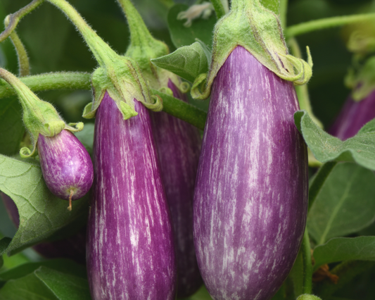 Packet of Fairy Tale Hybrid Eggplant Seeds by Seeds 'n Such, showing colorful seed packet with images of mature eggplants.