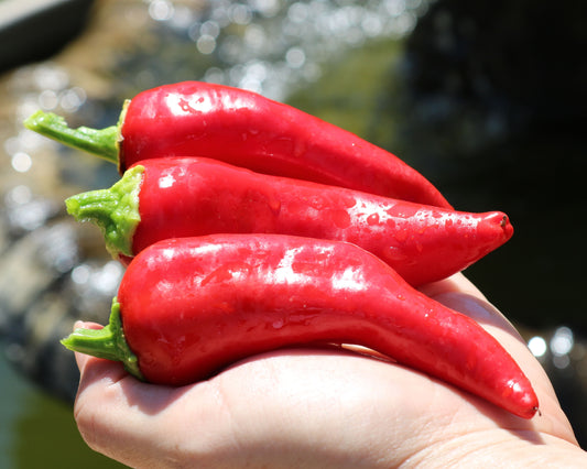 Packet of Flaming Flare Hybrid seeds from Seeds 'n Such, showcasing vibrant seed packet design for gardening.