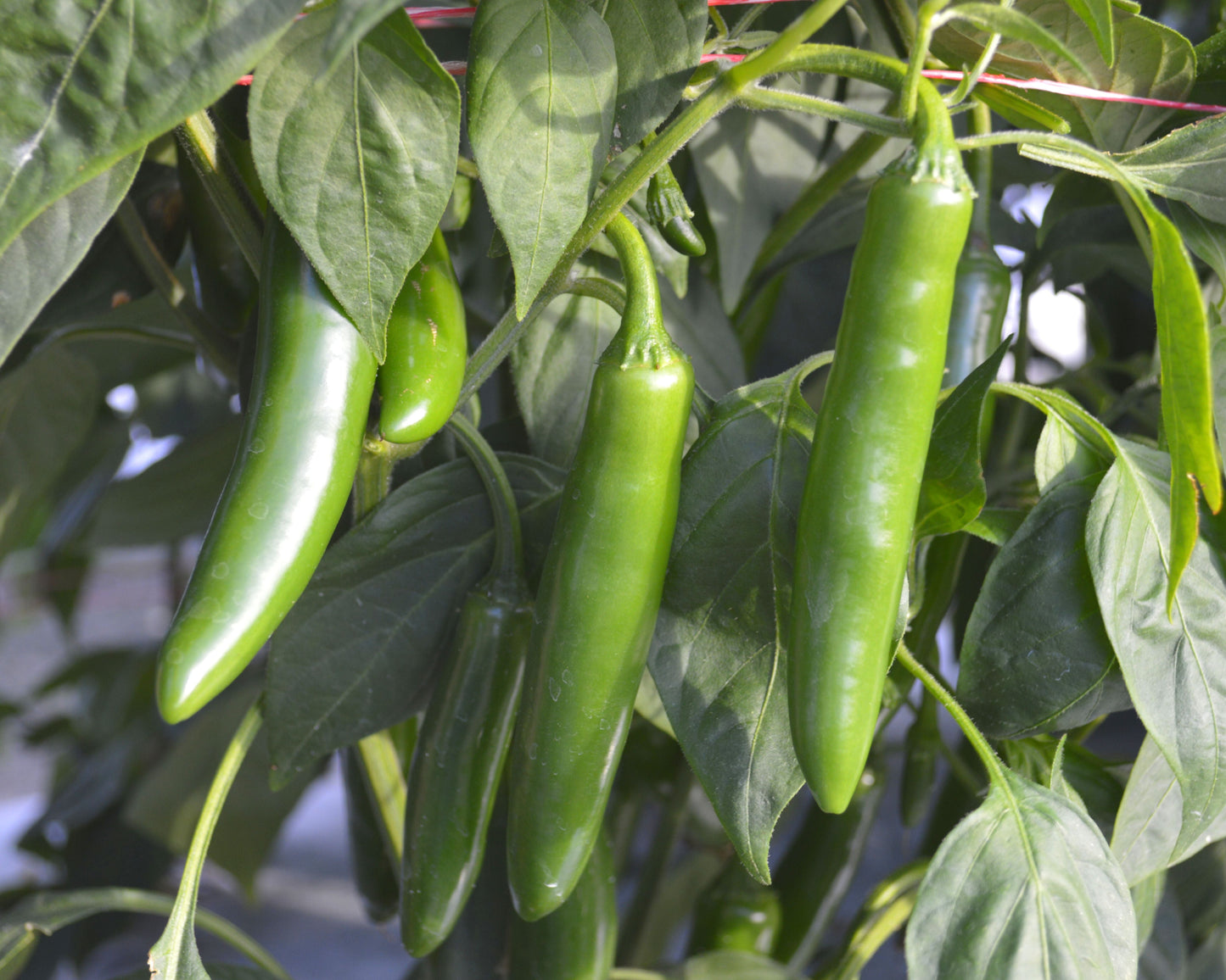 Packet of Flaming Jade Hybrid Pepper seeds from Seeds 'n Such, showcasing vibrant pepper seed packets with colorful branding.