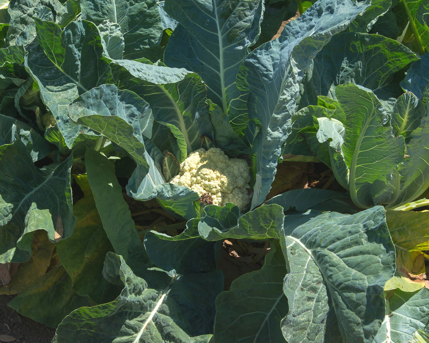 Packet of Seeds 'n Such Freedom Hybrid Cauliflower Seeds showing 12 to 15 seeds in a colorful packet.