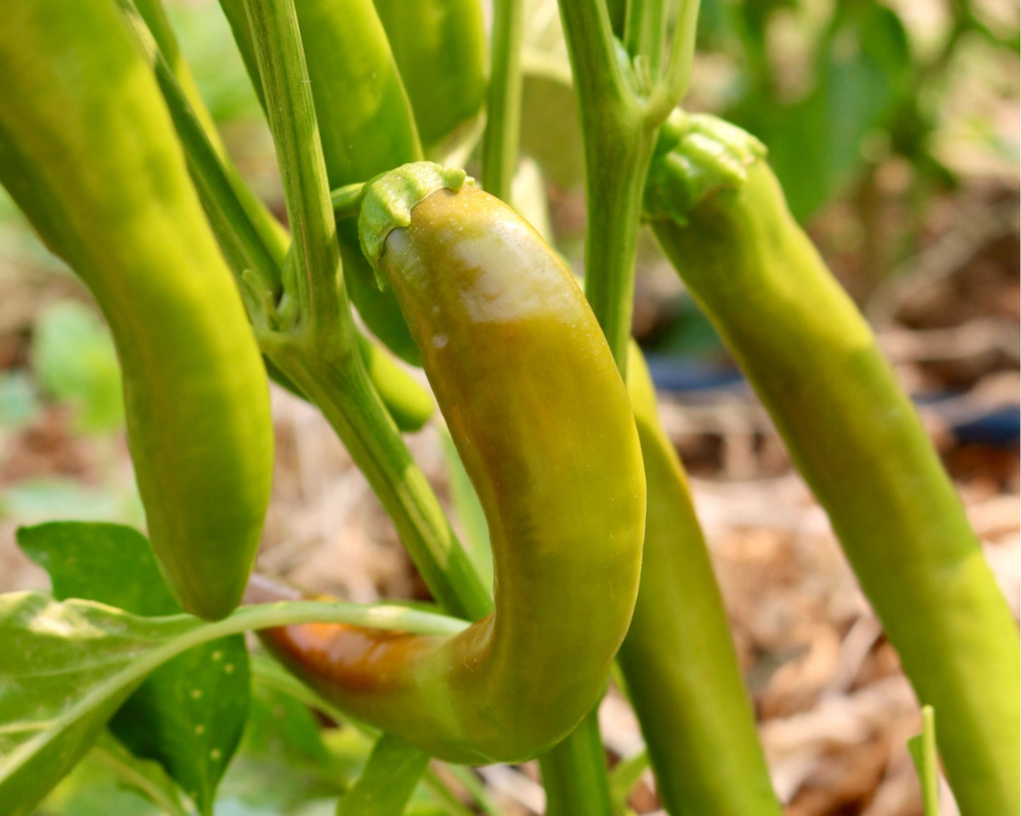 Garden Salsa Hybrid Hot Pepper Seeds - Blessings Grow Meadows