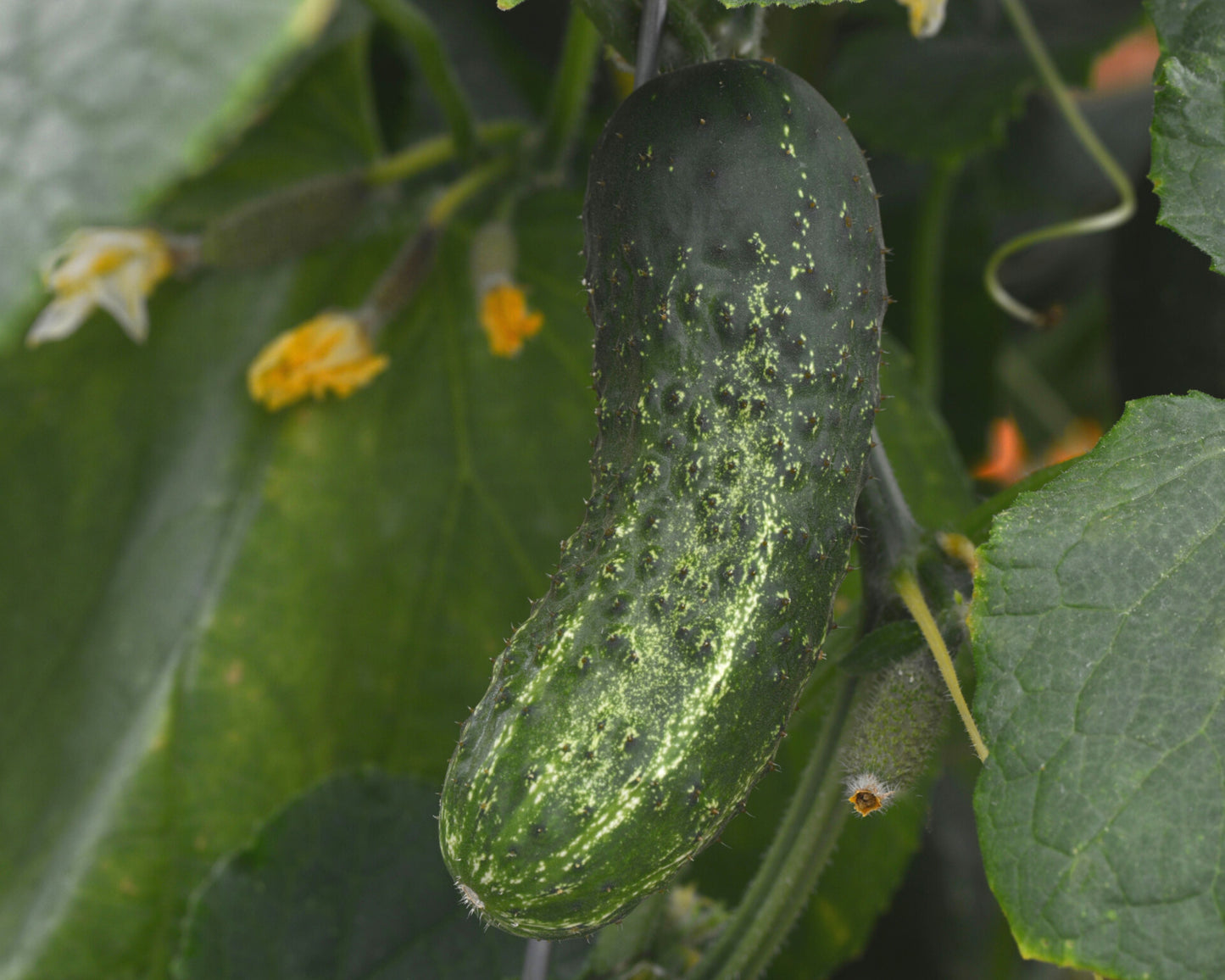 Packet of Gherking Hybrid Cucumber Seeds from Seeds 'n Such, showcasing 12 to 15 cucumber seeds in a colorful seed packet