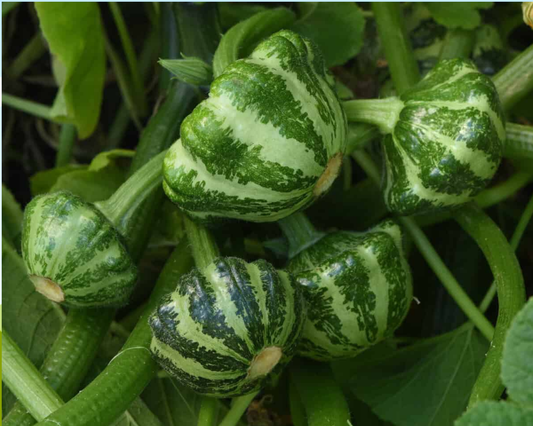 Green Lightning Hybrid Squash Seeds packet from Seeds 'n Such showing 12 to 15 seeds for planting and gardening.