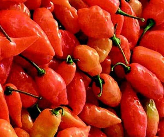 Packet of Seeds 'n Such Habanada pepper seeds showing 12 to 15 seeds in a bright seed packet.