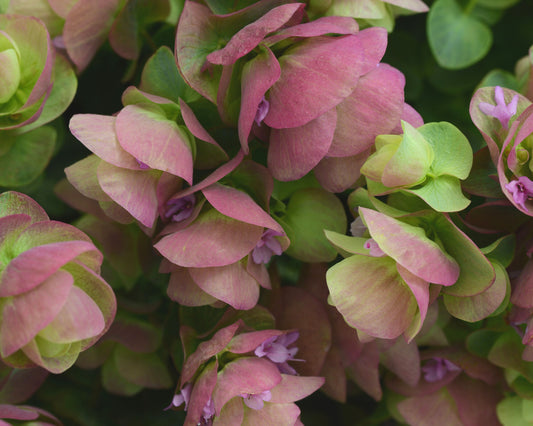 Kirigami Ornamental Oregano - Blessings Grow Meadows
