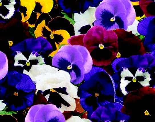 Packet of Majestic Giants II Hybrid Mix Pansy Seeds from Seeds 'n Such, showing colorful seed packet and seeds inside.