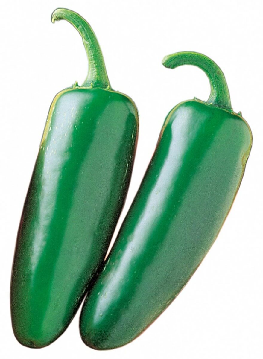 Mucho Nacho Jalapeno Hybrid Hot Pepper Seeds (Treated) - Blessings Grow Meadows