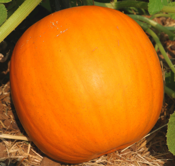 Orange Smoothie Hybrid Pumpkin Seeds packet from Seeds 'n Such with 12 to 15 seeds, showcasing vibrant orange seeds for planting.