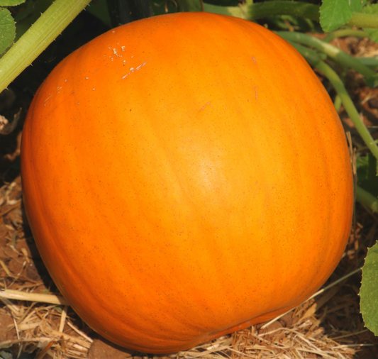 Orange Smoothie Hybrid Pumpkin Seeds packet from Seeds 'n Such with 12 to 15 seeds, showcasing vibrant orange seeds for planting.