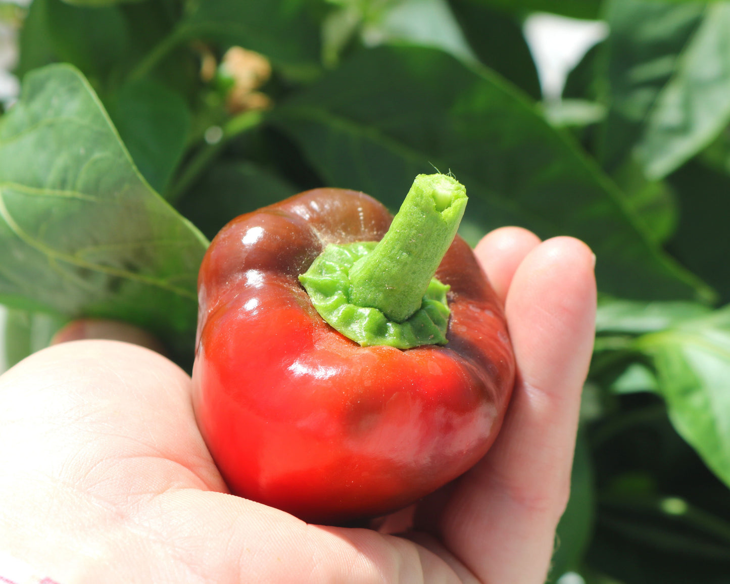 Packet of Pimiento Elite Hybrid Pepper Seeds from Seeds 'n Such, showing 12 to 15 seeds inside a colorful packet.
