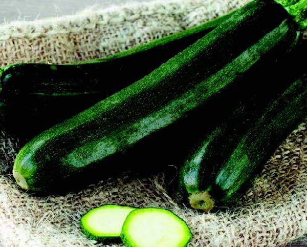 Raven Hybrid Zucchini Seeds - Blessings Grow Meadows